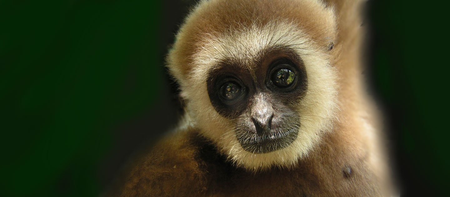 Project GS01WGTH: White handed gibbons in Thailand - Global Spirit